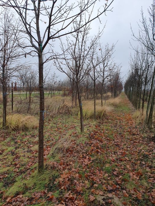 Betula pendula ( mesteacăn alb ) Tei Platan Frasin
