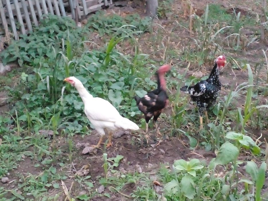 1та шамо хуроз 2та мокиен сотилади