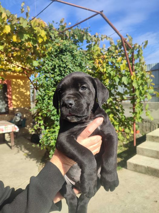 Cane corso italian