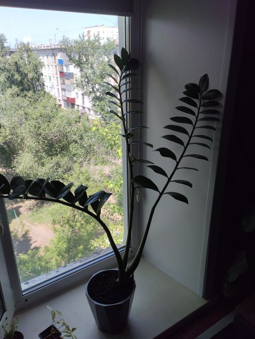 Продам замиакулькас