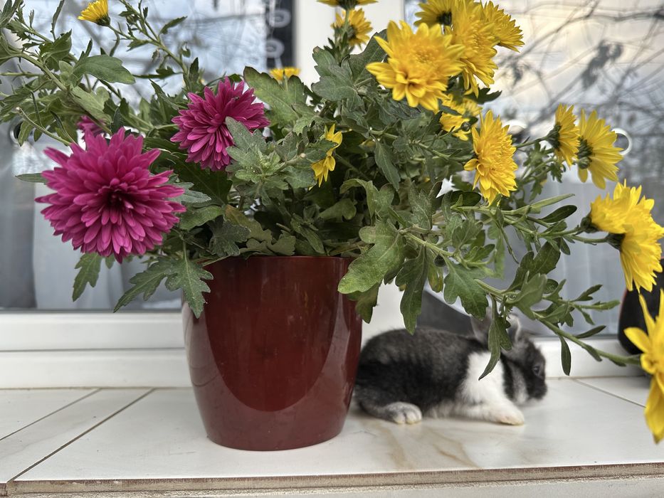 iepurasi pitici disponibili peste o saptamana