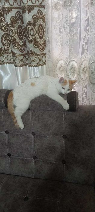 Отдадим котенка в хорошие руки