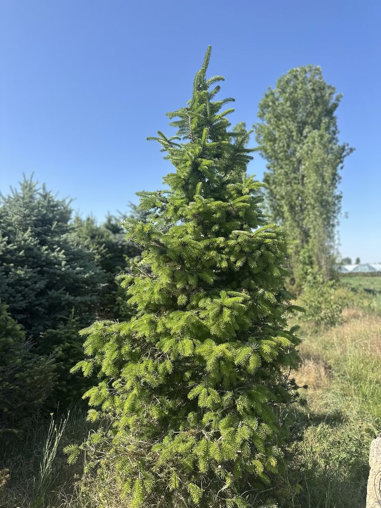 Birinchi qol, belgiyskiy archalar! Goluboy va Oq, Голубые ели, пихты