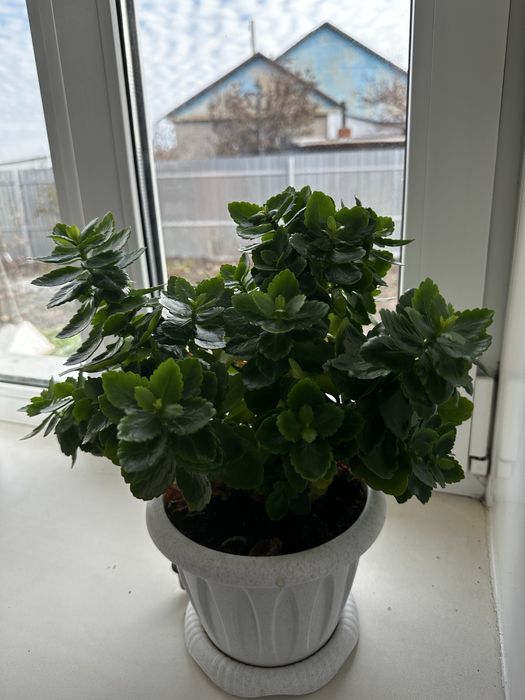 Продам цветок с новым горшком