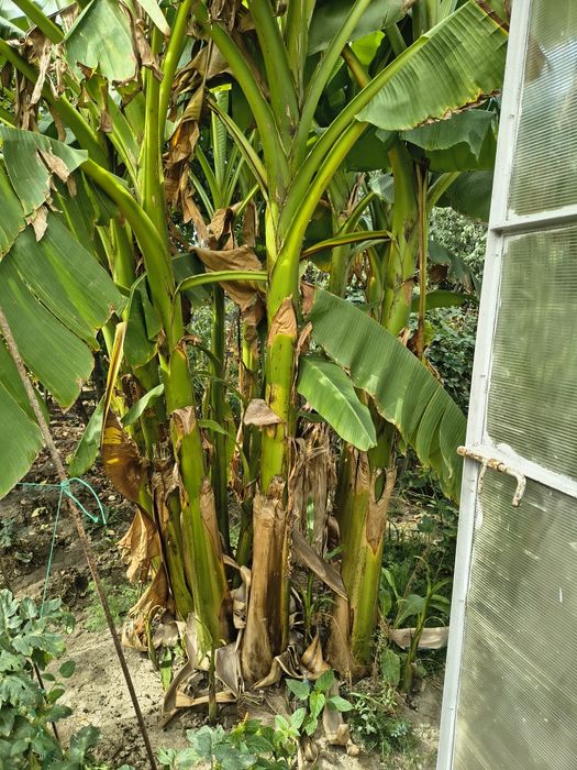 Bananieri aclimatizați.