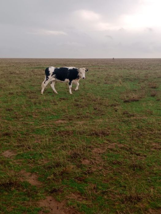 Баспак  кашар сатылады