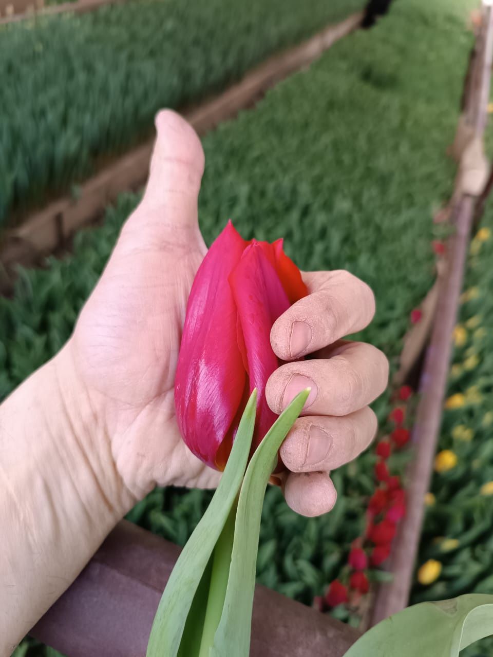 Голландский тюльпаны