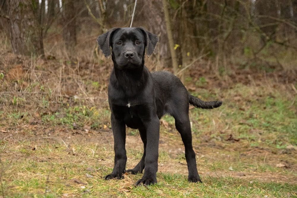 Cane Corso 5 luni Mascul