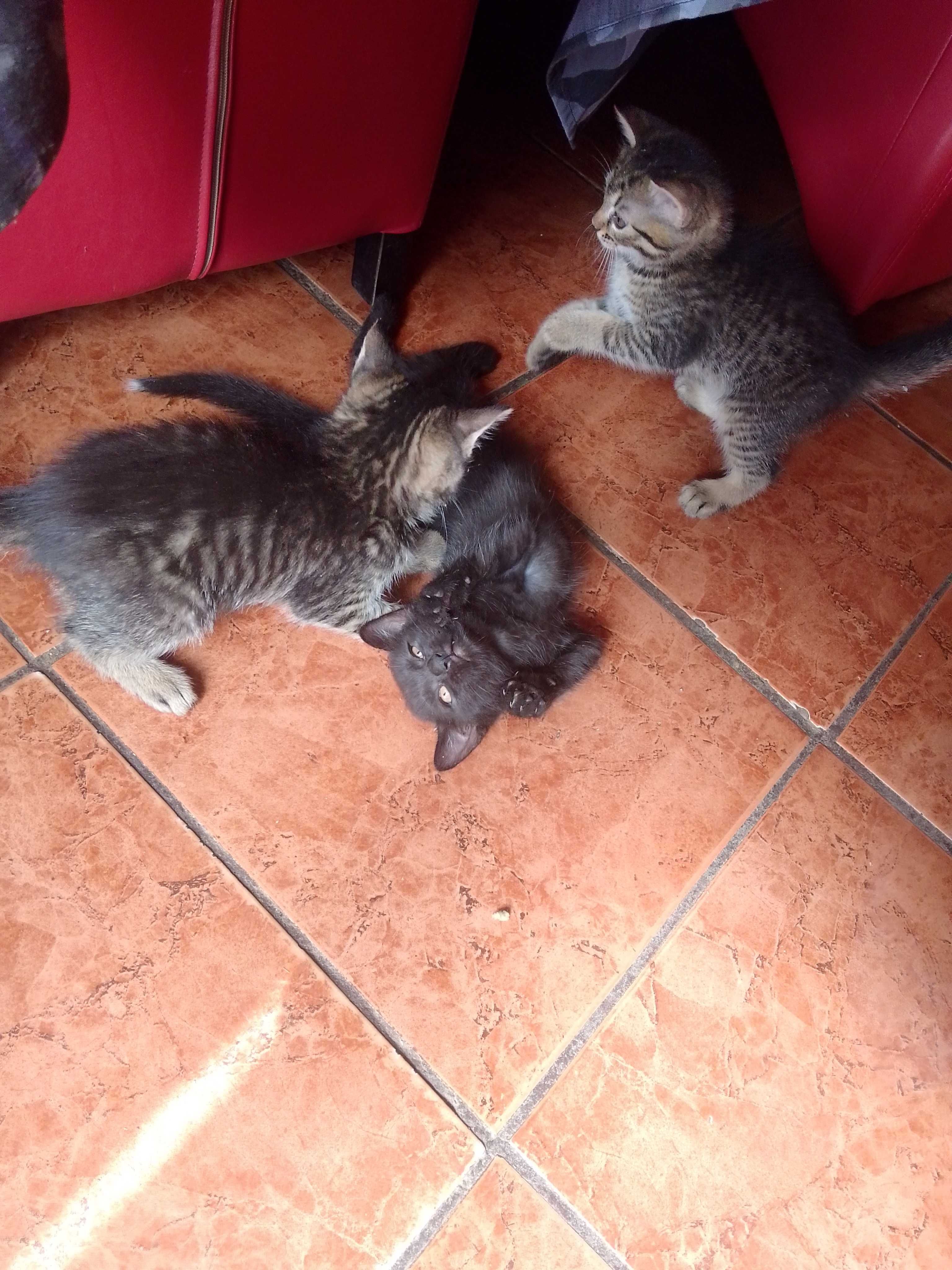 Donez pisicuțe pe data de 16 au 2 luni
