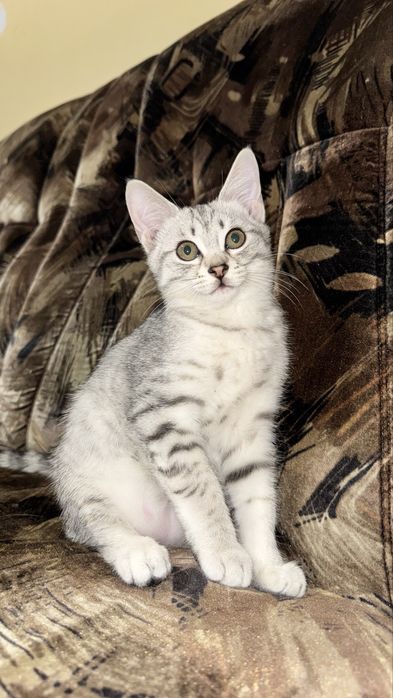 Котята Шотландцы