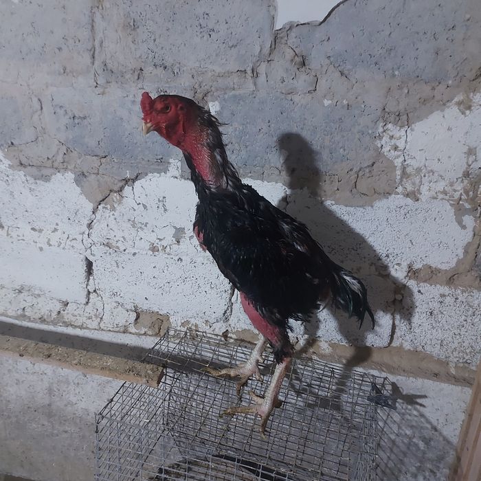 Беланошка 2год крупный 5.5кг