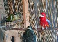Papagali diferite specii: Micul Alexandru, Călugăr, Pyrrhura, Rozella