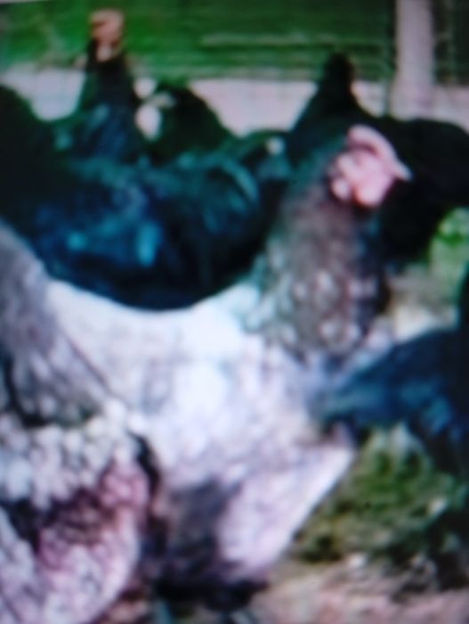 Vind puicuțe de rasă Brahman foarte frumoase toate ouă