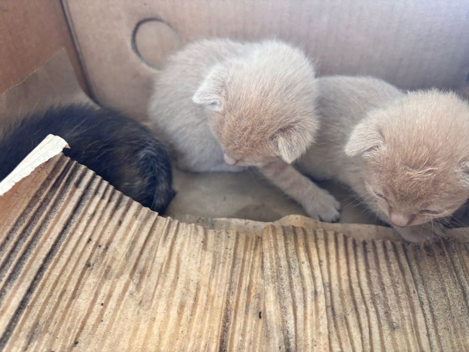 Pisici pentru adopție GRATIS