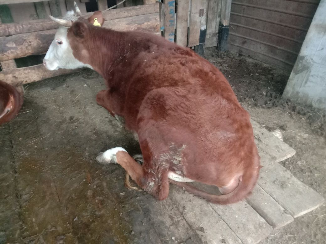 Продается корова с телёнком.