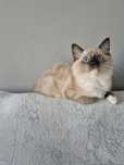 Ragdoll  Colorpoint
