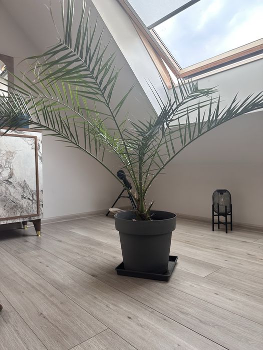 Продавам Финикова палма – 50 лв