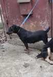 Femela Jagd terrier in varsta de 3 ani