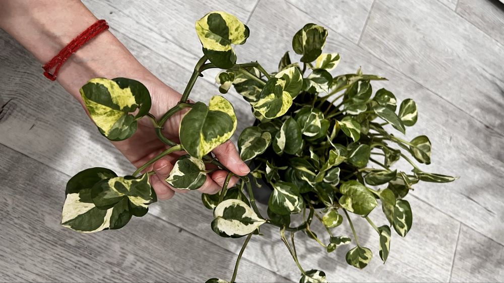 Продам эпипремнум энжой