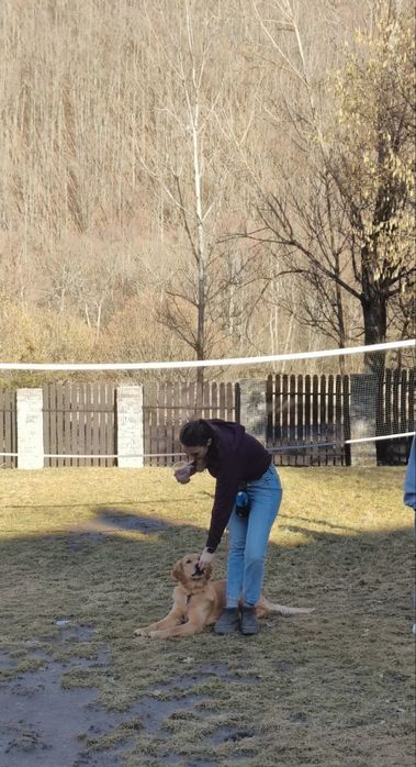 Cazare si ingrijire caini/pisici - conditii excelente