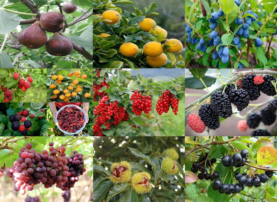 Lamai de gradina in ghiveci Dud negru Castan Migdal Pomi fructif Afin