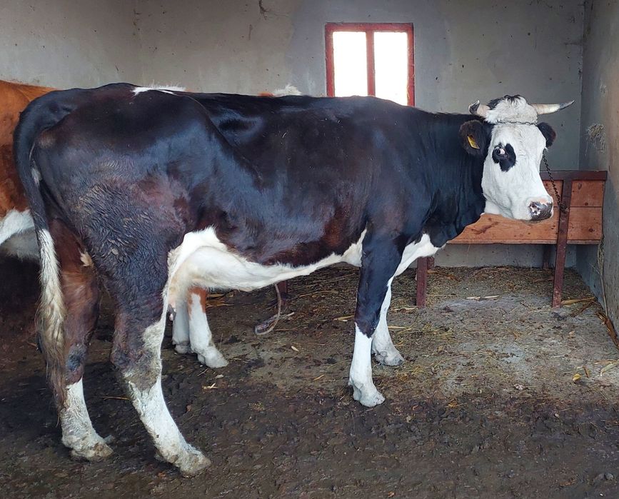 Vacă de vânzare 8000