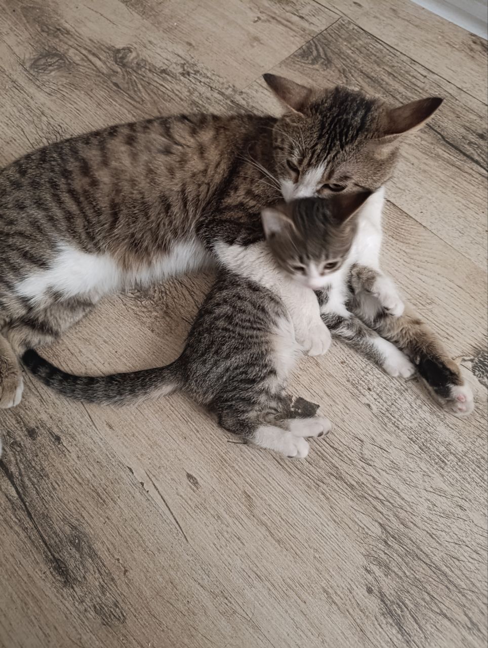 Бесплатно котёнок