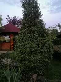 Vând plantă ornamentală 3,5 m înălțime ( bucsus)