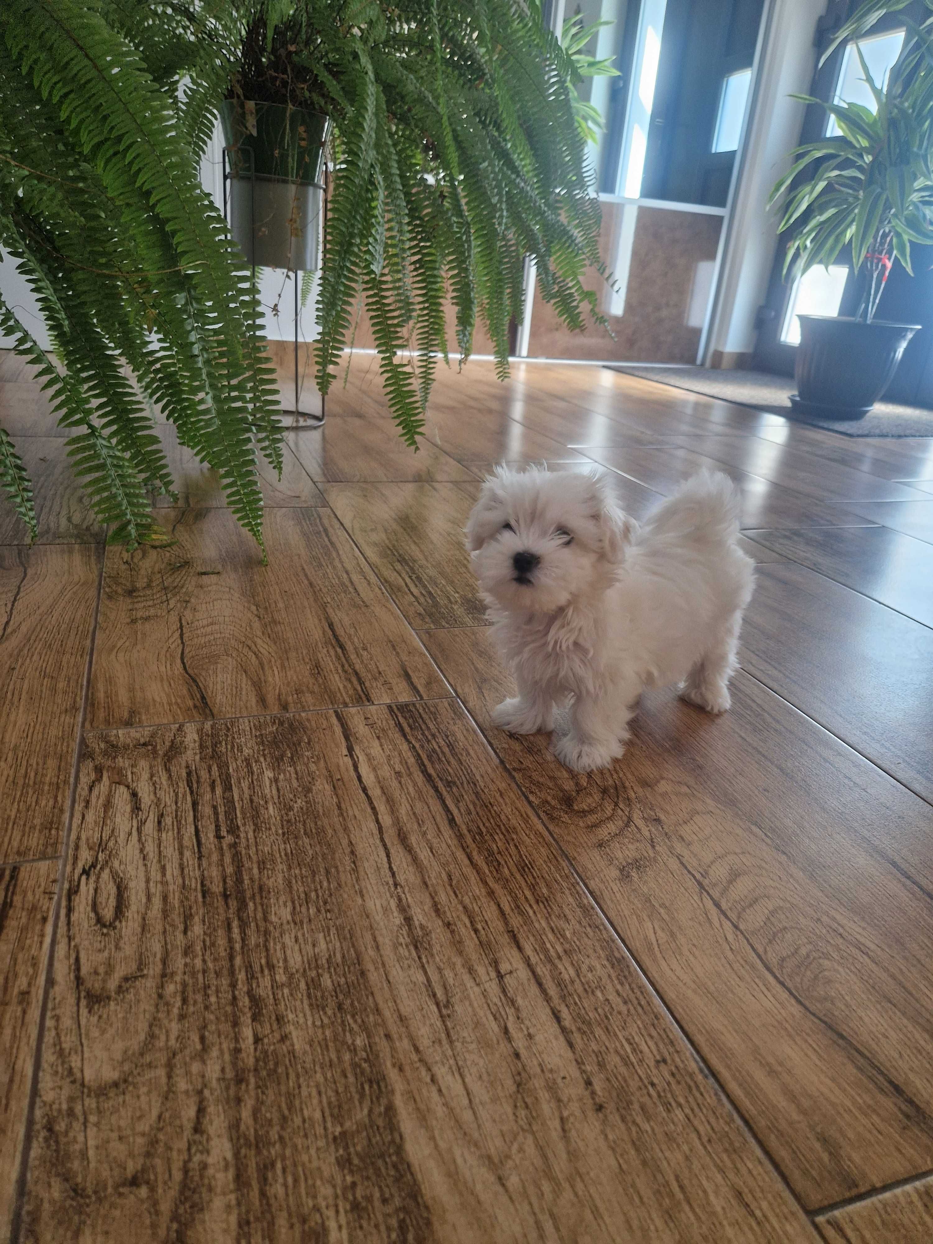 Bichon maltese mini toy