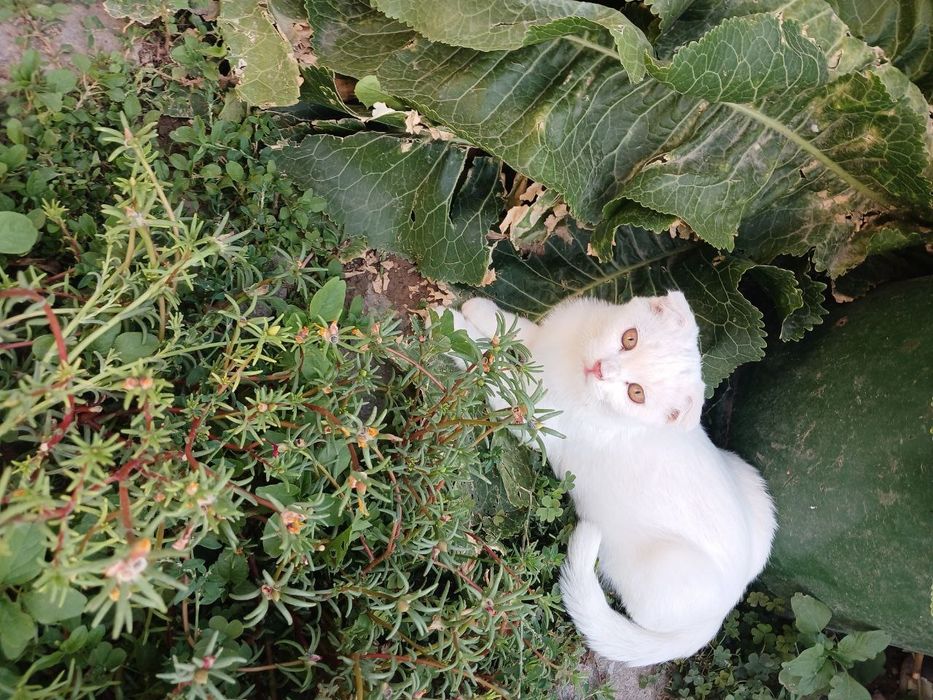 Продаются котята