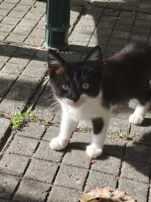 Подаряват се малки котенца