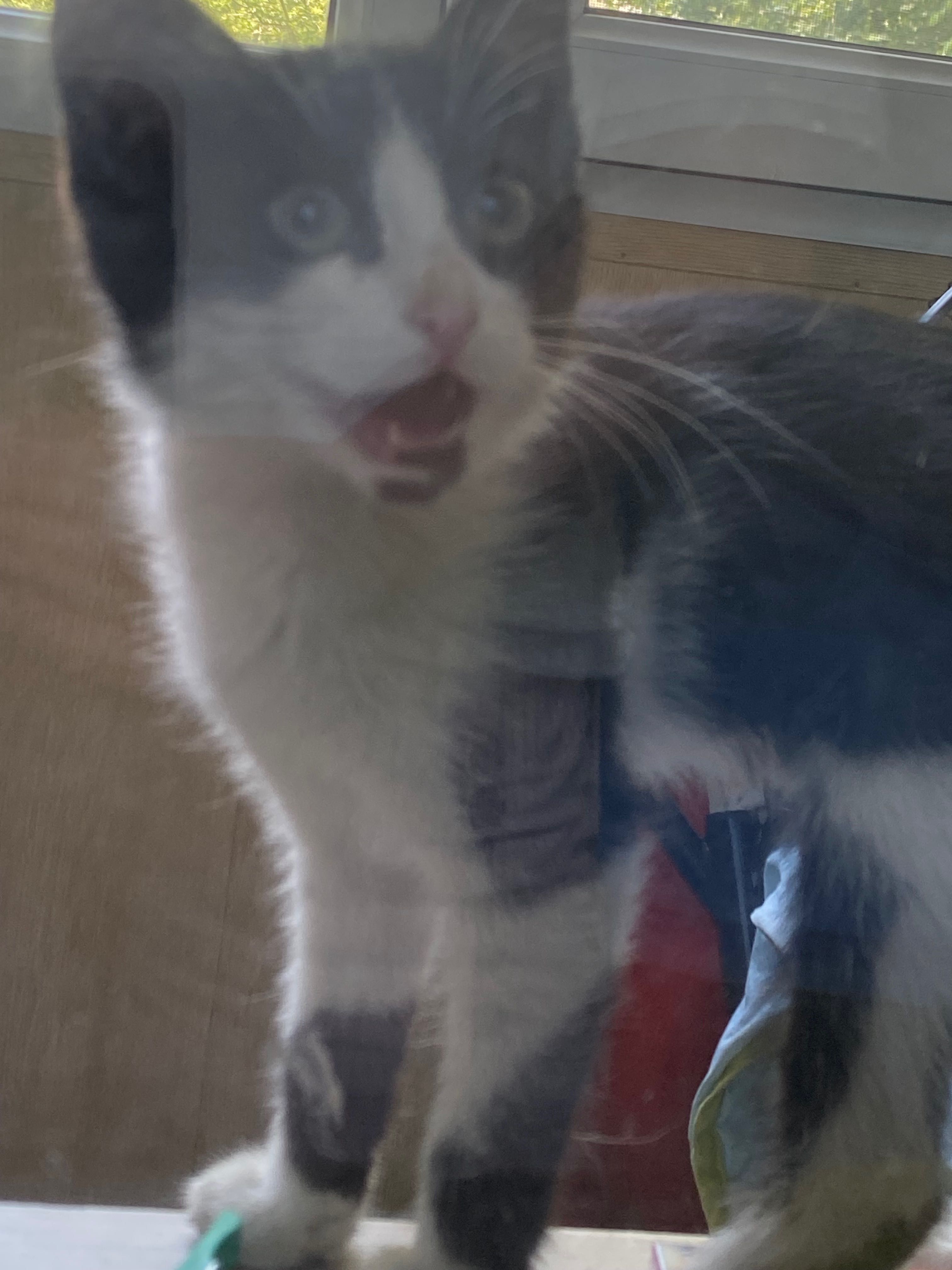 Котенок кошка кошечка