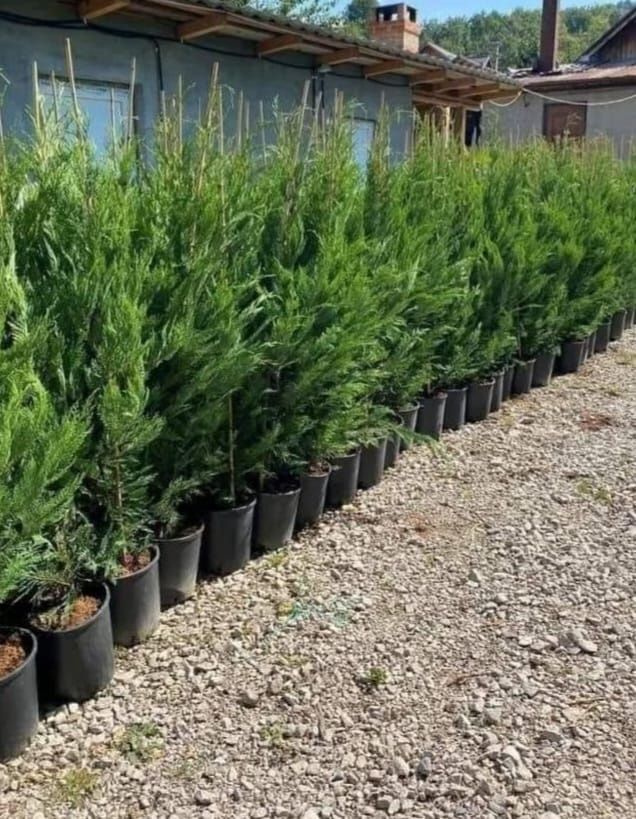 Vând plante ornamentale