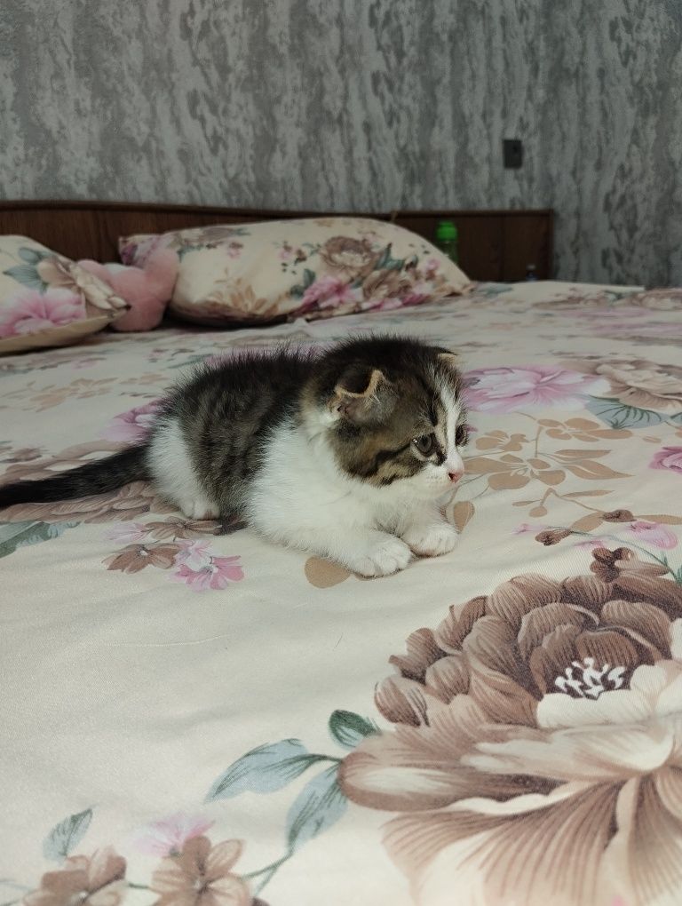 Шотландский вислоухий котёнок