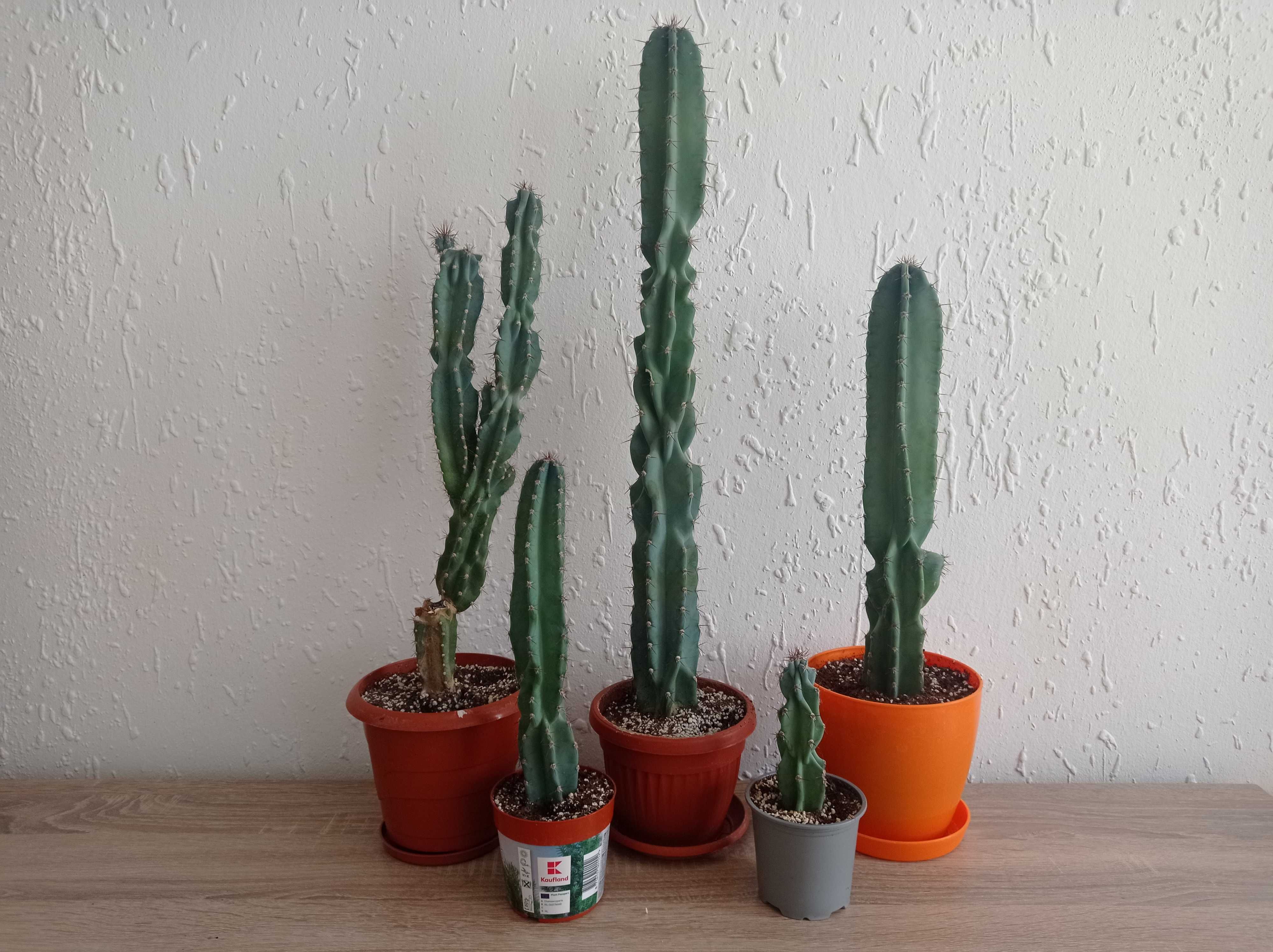 Кактуси   Cereus
