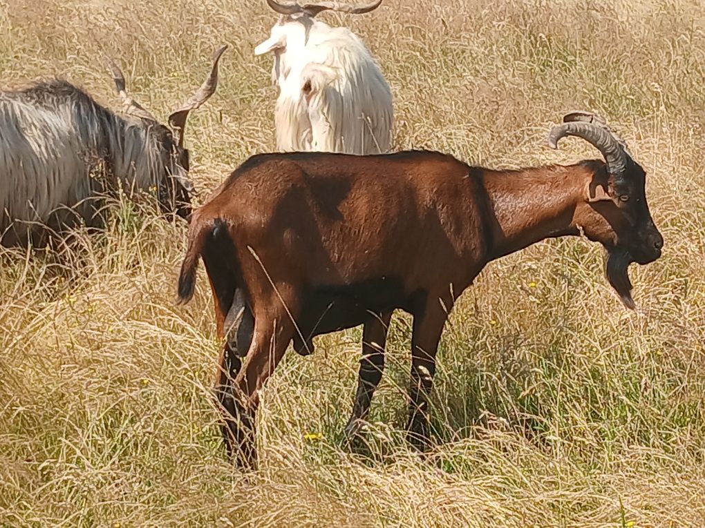 Vand țap alpin vârstă 2 ani