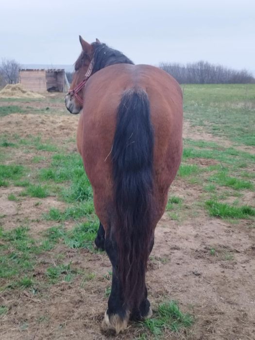 Vând mânz  de 2 ani