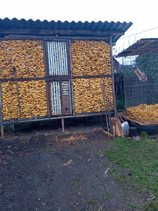 Porumb știuleți de vanzare