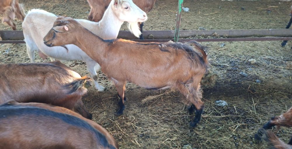 De vanzare capra alpin francez