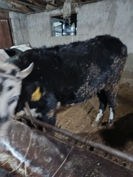 Сиырлар срочно 3 бас Бектобеде