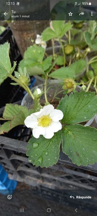 Casuni Rodire Tot Anul