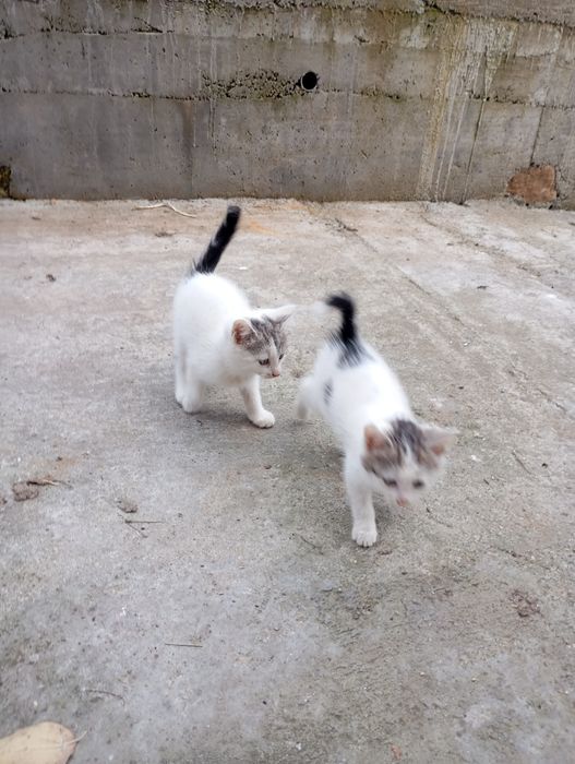 Подаряват се малки котета