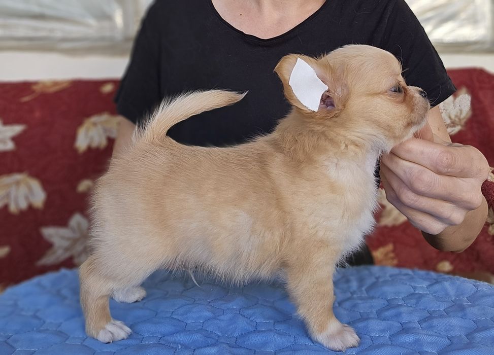 Шикарный малыш чихуахуа