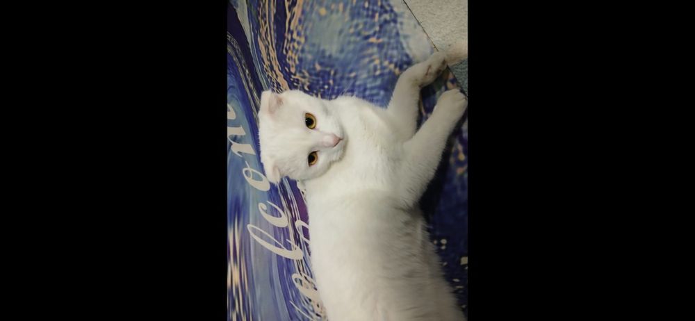 Мушук сотилади зотдор