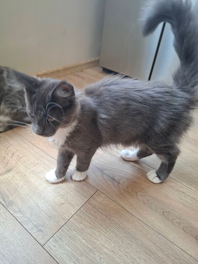 Мейн Кун/Maine Coon/котенца/коте/котки
