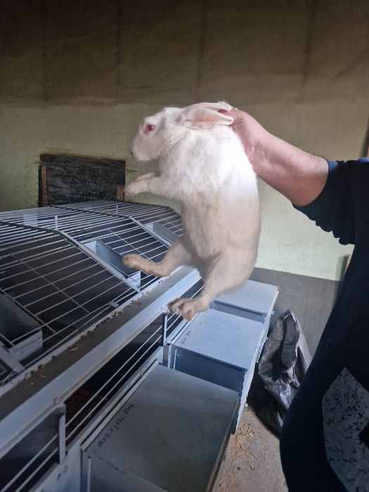 Куёнлар уй шароитида бокилган