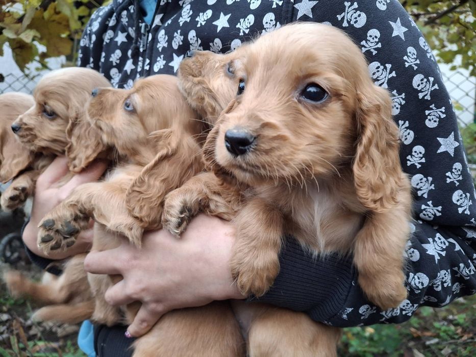 Кученца Кокер Шпаньол