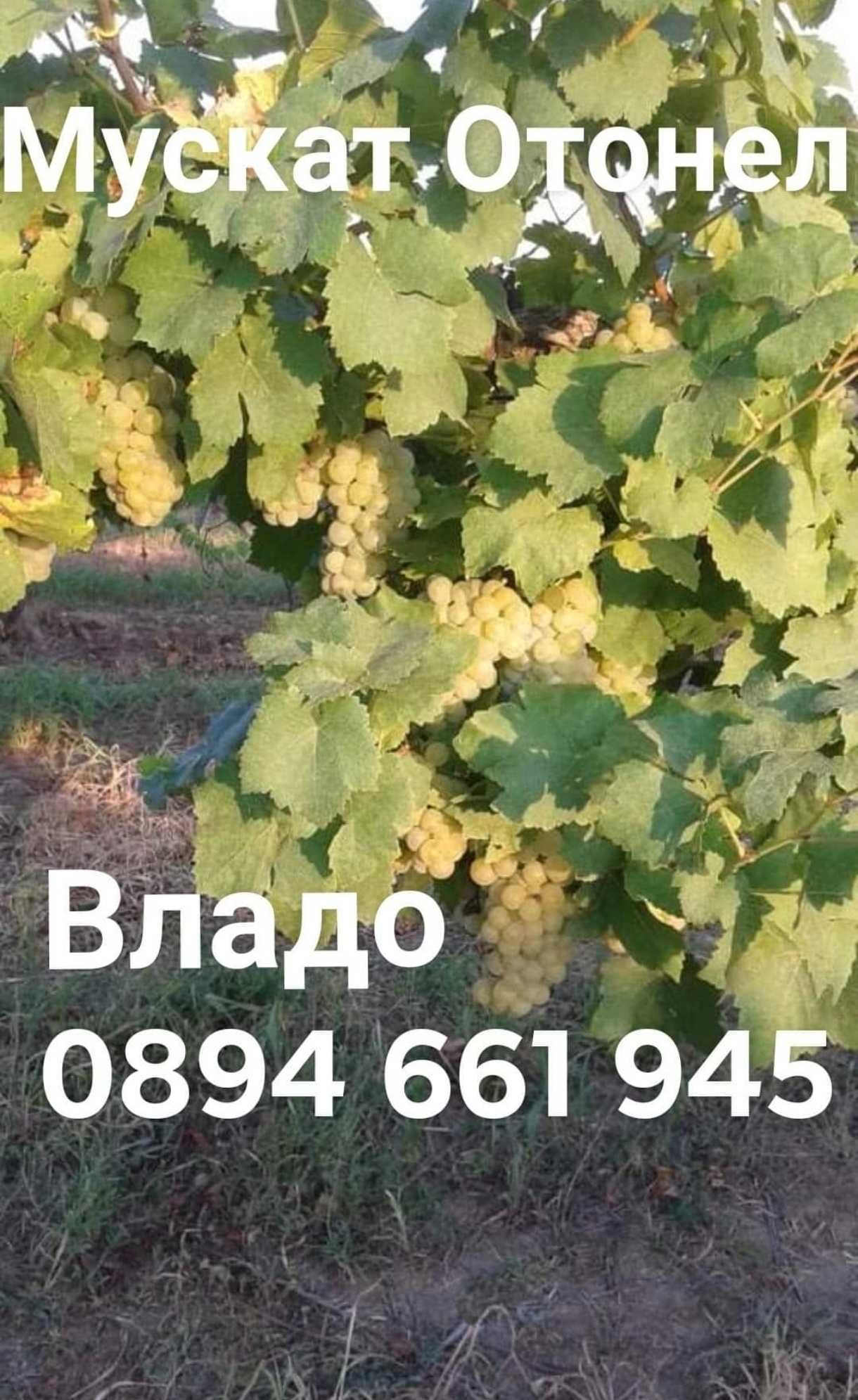 Грозде Мускат Отонел