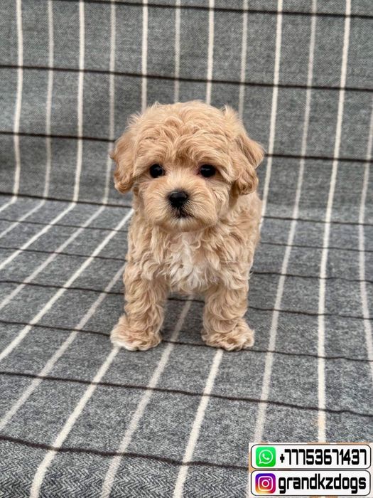 Мальтипу Ф1 одарят обнимашками