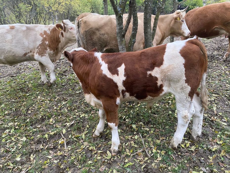 Vand vitel si juninca